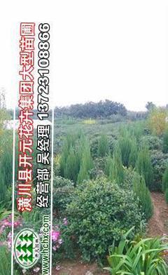 構骨(gu)苗(miao)與(yu)構骨(gu)球價(jia)格行(xing)情(qing)解(jie)析(xi)及(ji)園林(lin)實業銷售指南(nan)——聚焦冠幅80-120厘(li)米構骨(gu)球