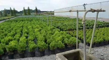 江西(xi)翰(han)林實業 從(cong)“園(yuan)林(lin)新(xin)秀”到“苗(miao)木(mu)標桿”的崛(jue)起之(zhi)路